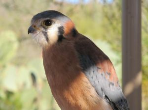 Desert Museum falcon