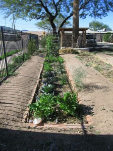 Women living in transitional housing make this garden thrive.