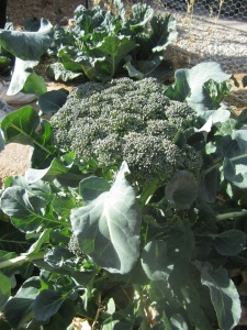 Happy and delicious broccoli